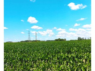 40 Acre Grain Farm with 39.78 acres tillable (per FSA).  

This tract is part of other farms for Horton Farms, Inc. - 40+/- Acre Grain Farm
